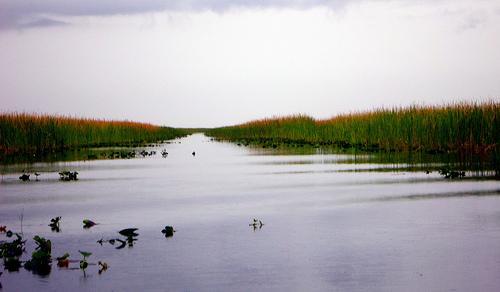 the everglades florida